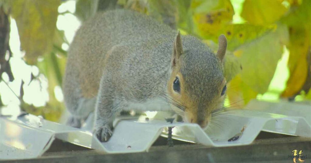 Are Squirrels Bad For Your Home?