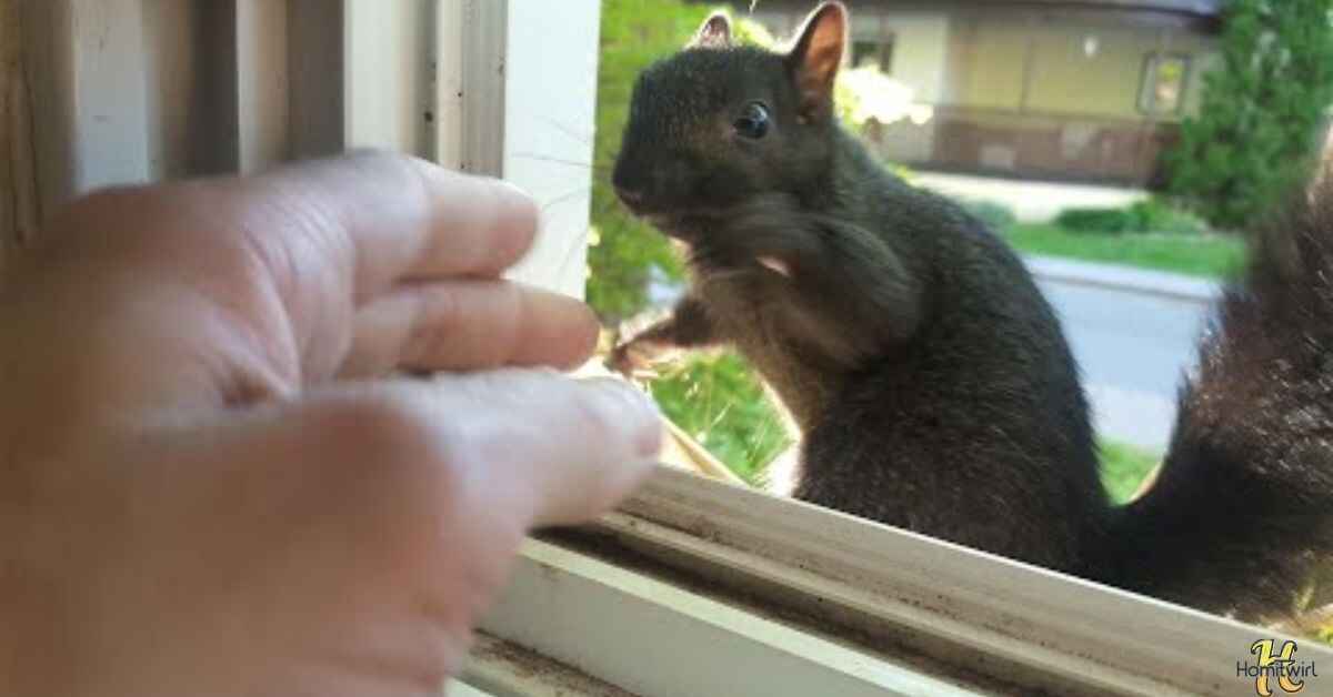 How To Keep Squirrels Away From House