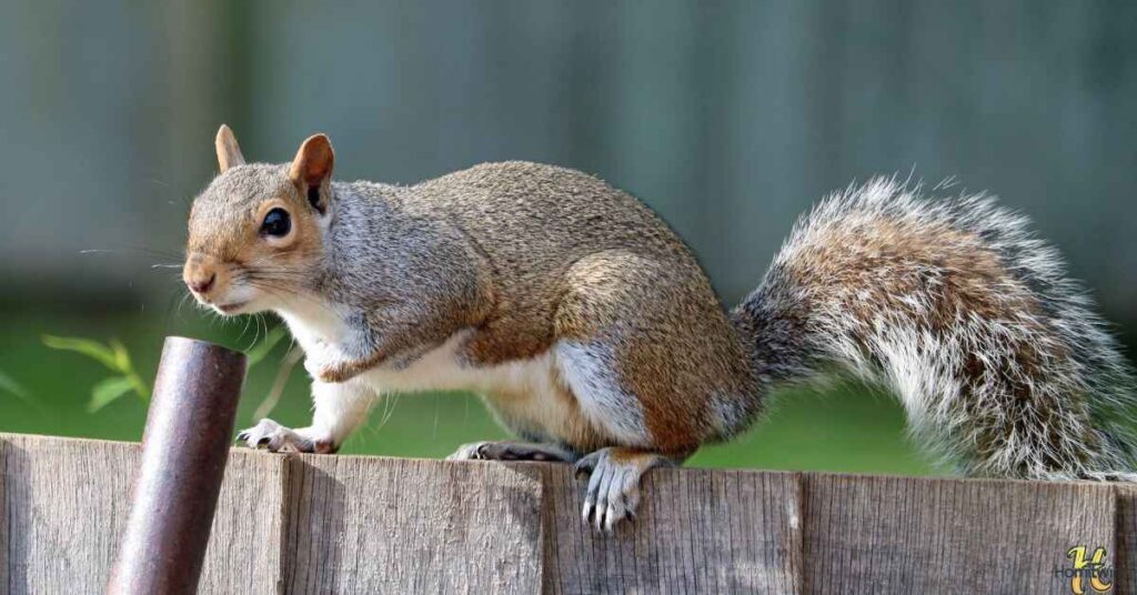 What Types Of Squirrels Are Common In New England?