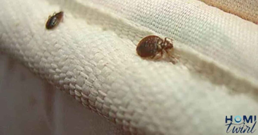 Can Bed Bugs Thrive In Cold Temperatures?